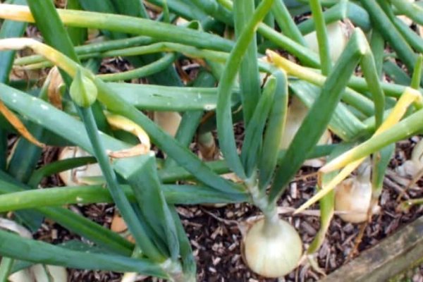 Кракен официальный сайт krmp.cc onion